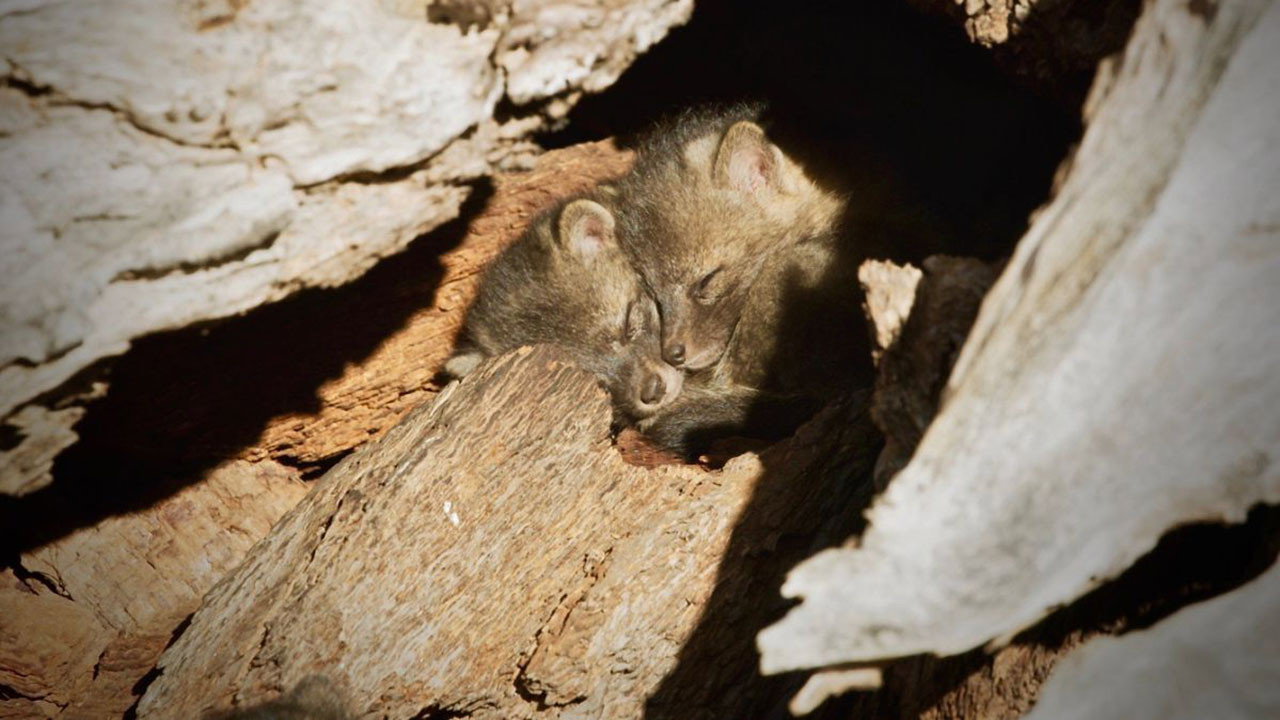 Back from the Brink: Saved from Extinction
