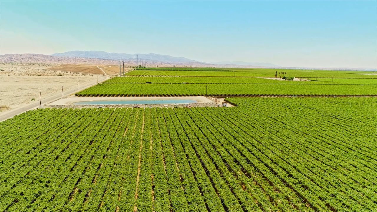 The Green Desert